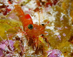 little red eye shrimp found him snuck up and had one shot... by Simon Dyer 